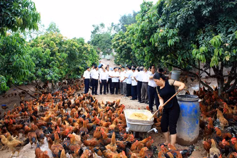 Nguồn cung gà Yên Thế có thể đảm bảo cho tiêu dùng vào dịp tết Quý tỵ 2013. Ảnh minh họa