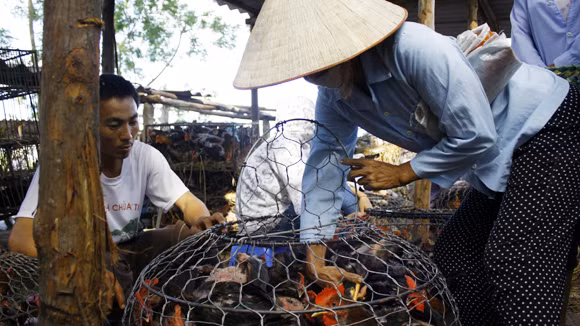 Gắn tem lên lồng, lên gà, lên phương tiện để chứng minh đó là gà Yên Thế là cách làm mà Bắc Giang muốn bảo vệ đặc sản gà Yên Thế của mình. Ảnh minh họa