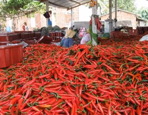 Người dân trồng ớt trở nên điêu đứng.