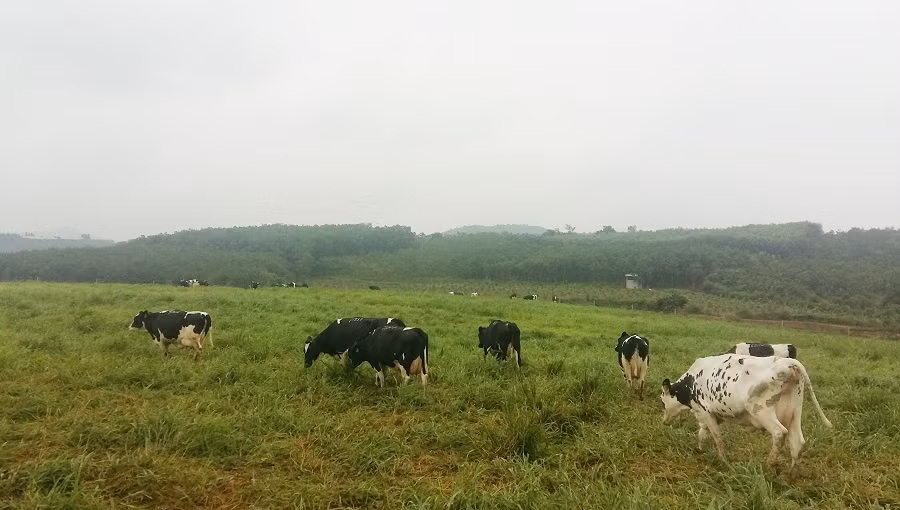 Tập đoàn TH đang phát triển mạnh dòng sản phẩm sữa tươi organic TH true milk. ảnh: NQ. Tập đoàn TH đang phát triển mạnh dòng sản phẩm sữa tươi organic TH true milk. ảnh: NQ.