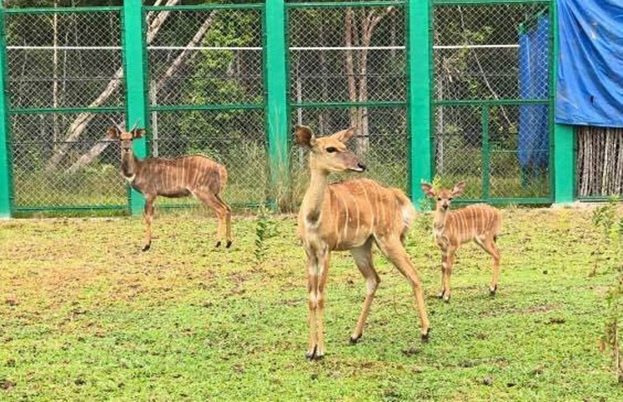 Linh dương Nyala và thành viên mới.