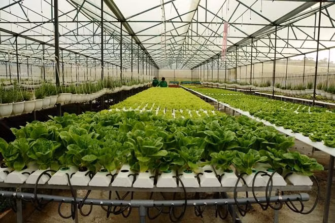 Chính phủ chỉ đạo dành nguồn lực phát triển nông nghiệp công nghệ cao, nông nghiệp sạch. ảnh: vineco.