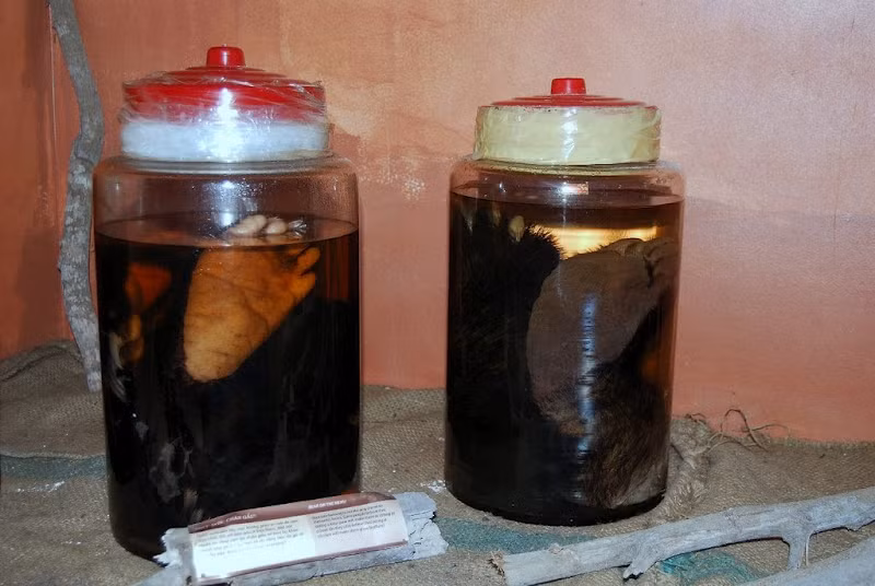 4 chân gấu ngựa Quảng Trị.