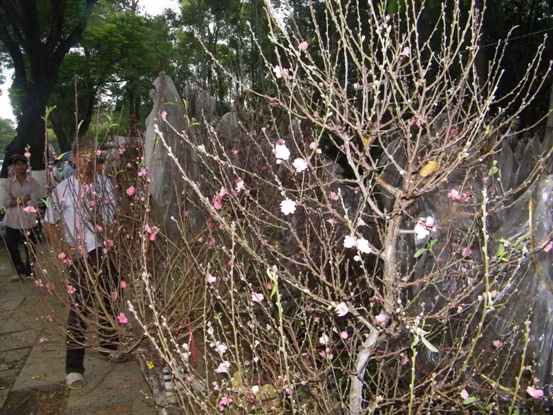 Những búp đào như thế này sẽ kịp nở vào đúng thời khắc năm mới.