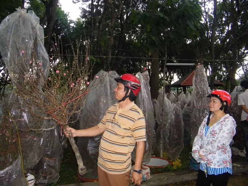 Vợ chồng anh Ba, chị Bắc vừa chọn mua được nhành đào giá 300 ngàn. Anh Ba cho biết: “Vợ chồng chúng tôi gốc Hà Nội, lập nghiệp tại Sài Gòn. Ngày tết chưng hoa đào trong nhà, chúng tôi đỡ đi phần nào cảm giác nhớ quê”.