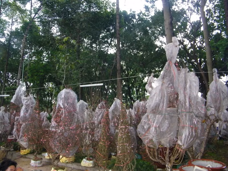 Ông Trứ cũng cho biết thêm: “Làng đào Nhật Tân chỉ cung cấp đủ đào cho dân Hà Nội trong ngày tết, vì vậy đa phần đào mang vào đây có nguồn gốc từ đào rừng ở Lạng Sơn”.