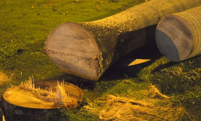 Cây cau vua đã được trồng từ nhiều năm, có cây có đường kính 70 – 80cm.