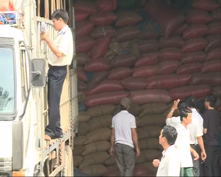 Kho của Công ty Trường Ngân bị cưỡng chế, cà phê được chuyển lên xe tải đưa ra khỏi kho ngày 3/12.