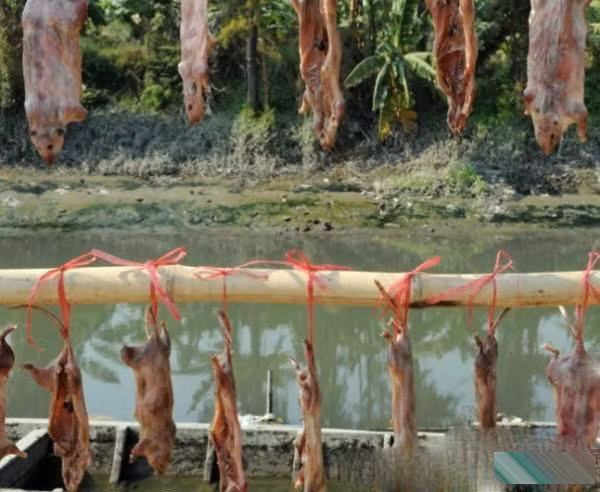 Phơi khô chuột đồng
