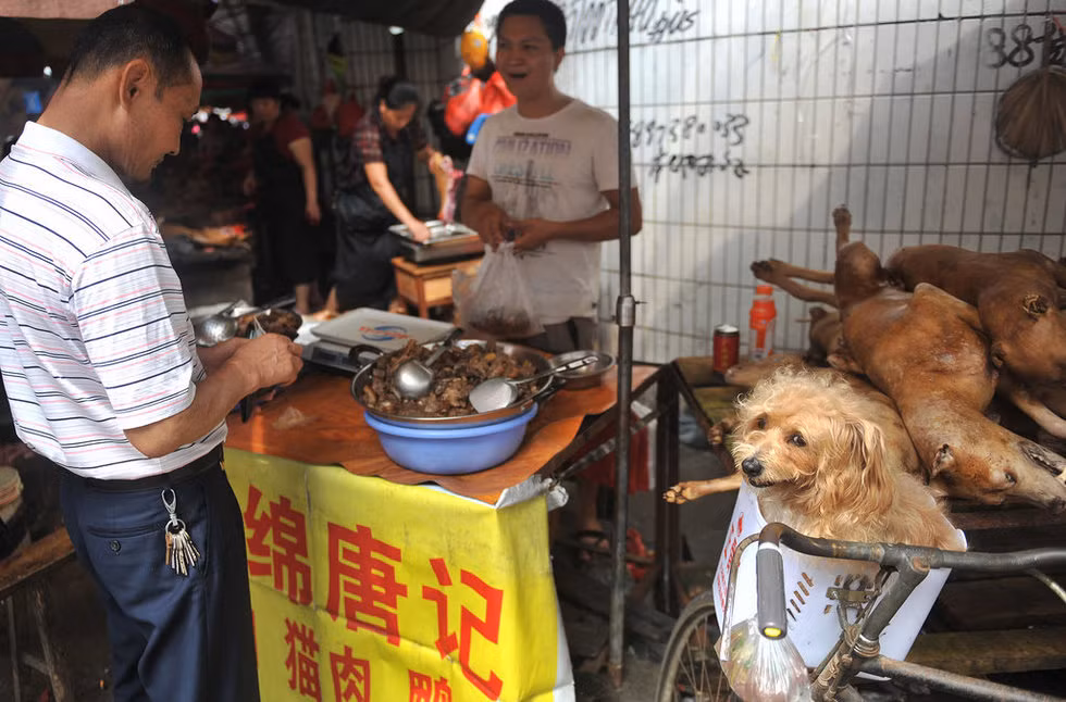 Thịt chó chín cũng được bày bán khắp chợ