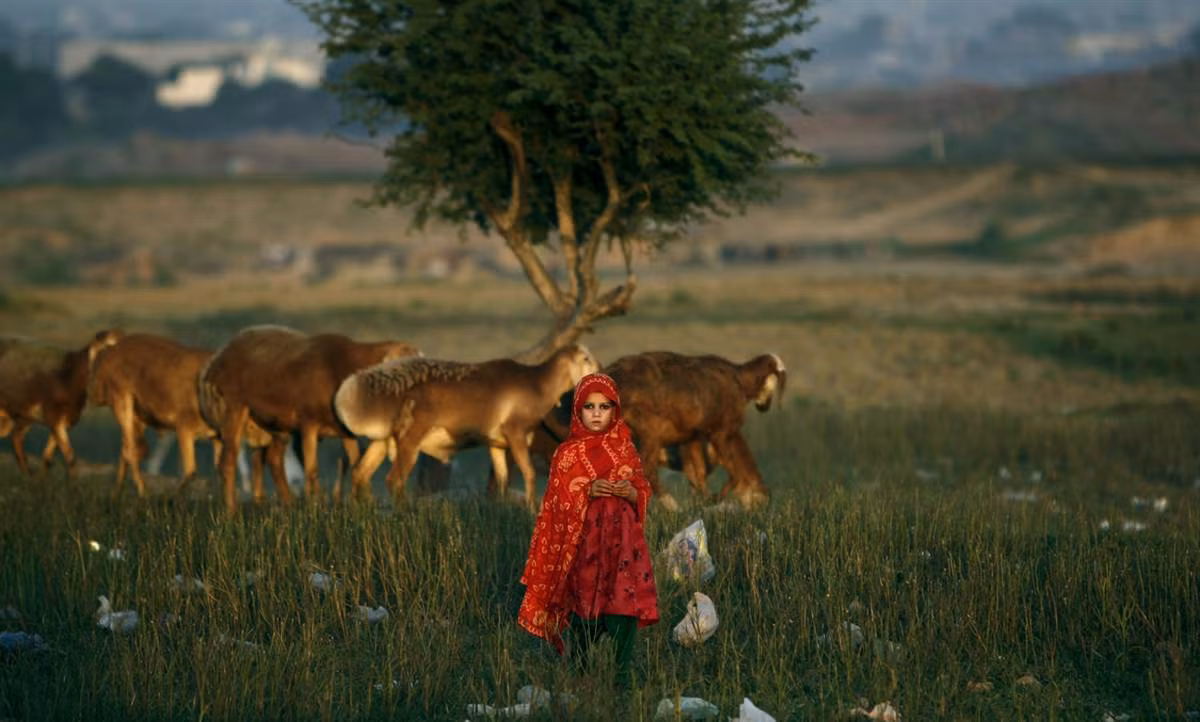 Một cô bé dân tị nạn Afghanistan đứng cạnh đàn cừu của gia đình trên cánh đồng gần khu ổ chuột ở ngoại ô Islamabad, Pakistan ngày 01/10.