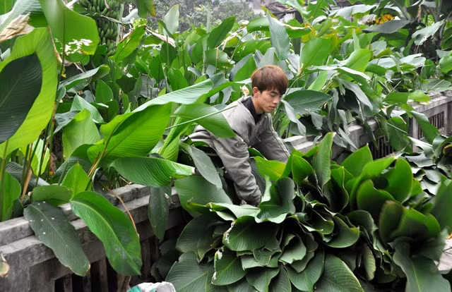 Lá dong Tràng Cát được thị trường ưa chuộng bởi lá rất đẹp, to, xanh và rất thơm khi được dùng để gói bánh chưng.