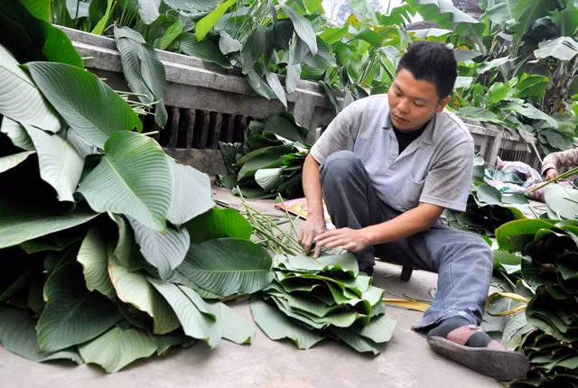 Anh Nguyễn Duy Kết, thôn Tràng Cát đang sắp xếp lá dong đang cắt từ vườn về. Theo anh Kết, việc cắt tỉa lá dong được làm quanh năm nhưng vào tháng gần Tết sẽ là đợt cắt tỉa chính và thu lợi nhuận nhiều nhất.