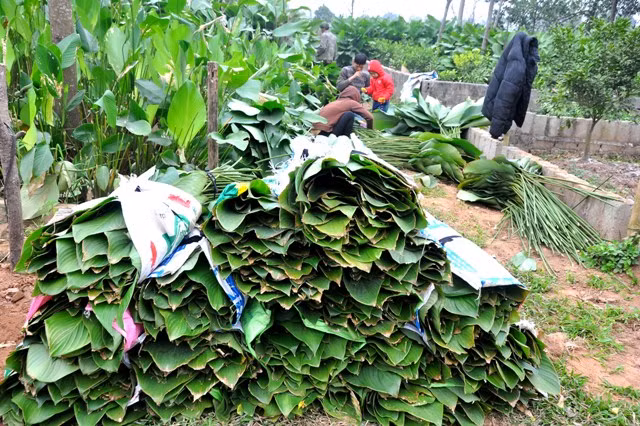 Những bó lá dong được sếp ngay ngắn sau khi được cắt từ vườn về.