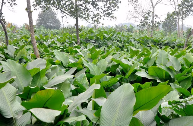 Thôn Tràng Cát bao đời nay đã được biết đến với những cánh đồng bát ngát lá dong xanh mơn mởn và đẹp.