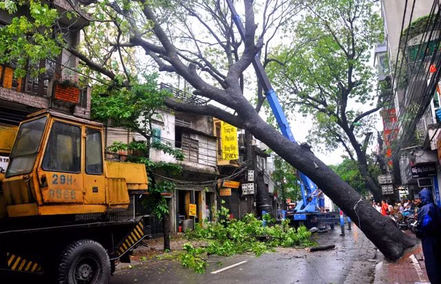 Cây xà cừ có kích thước lớn đã bị bật gốc chắn ngang đường và đổ vào nhà dân đối diện.