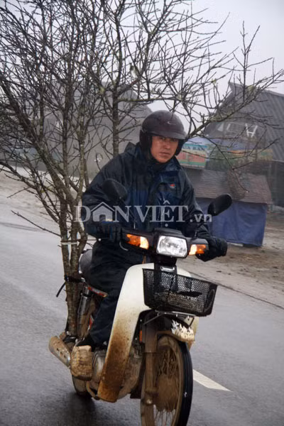 Người dân dùng xe máy vận chuyển đào từ bên Lào về cho khách chơi Việt Nam