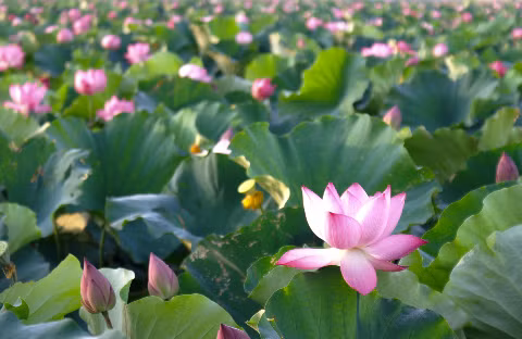 Vươn mình. Vươn mình.
