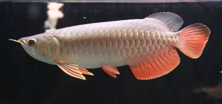 Một chú "kim hồng vĩ" với những chiếc vây và đuôi ánh đỏ. Ảnh: hieplt (arowana.com.vn).
