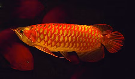 Rồng lửa. Ảnh: zukura (photo.tamtay.vn).