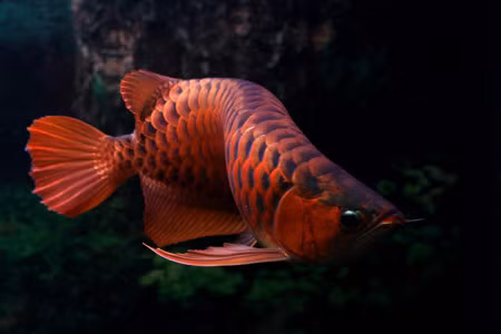 Dáng bay của rồng. Ảnh: minhdiec (aquabird.com.vn).