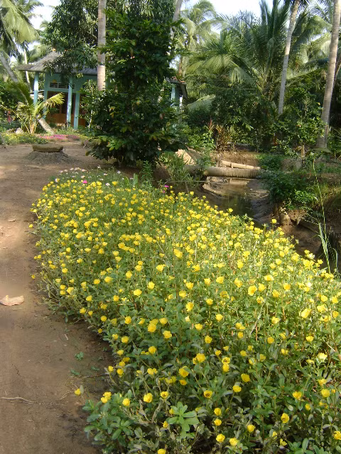 Khoa sắc chào ngày mới, rực rỡ trước sân nhà