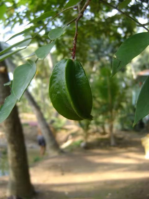 Khế ngọt quê nhà