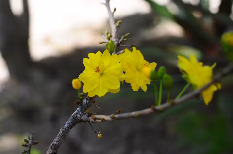 Mai vàng khoa sắc ngày Xuân