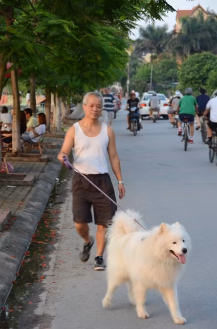 Thật thú vị khi mỗi buổi chiều đi tập thể dục, đi dạo mát có những chú chó đáng yêu đi cùng.