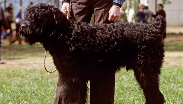 Giống chó Terrier màu đen của Nga. Giống chó Terrier màu đen của Nga.