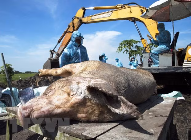 Có hiện tượng trục lợi chính sách hỗ trợ tiêu hủy lợn