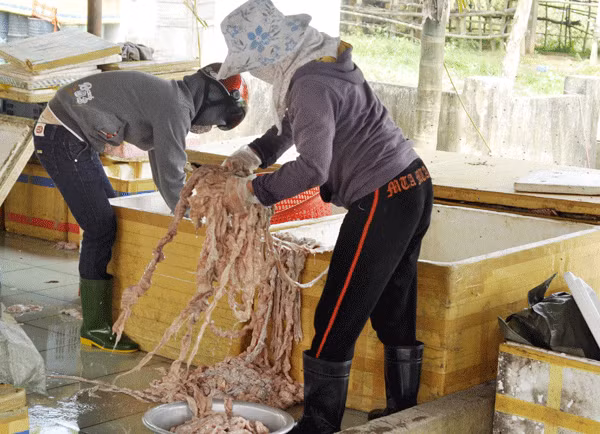 Một cơ sở chế biến nội tạng đã thối rữa bị phát hiện. (Ảnh baohaiquan) Xem thêm: Cách mua thịt lợn an toàn và không dùng chất cấm / Gà vàng, heo quay hấp dẫn "nhờ"... phẩm độc