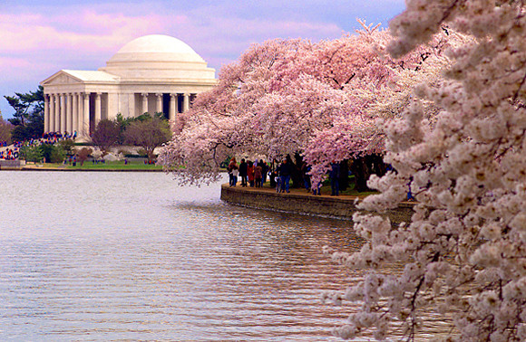 Hoa anh đào nở ở Đài tưởng niệm Jefferson