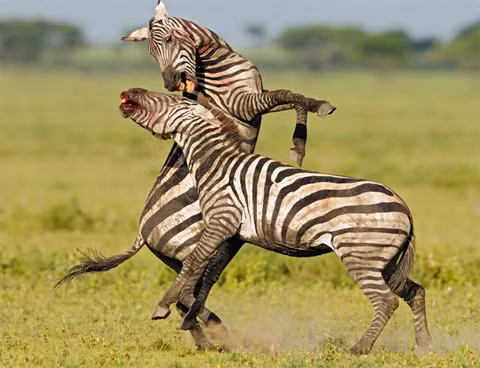 Hai con ngựa vằn đực đánh nhau để tranh giành vị trí đầu đàn tại Tanzania. Cuộc chiến diễn ra khá ác liệt trong vài giờ và máu chảy ra từ miệng một con tại thời điểm bức ảnh được chụp. Ảnh: SOLENT.