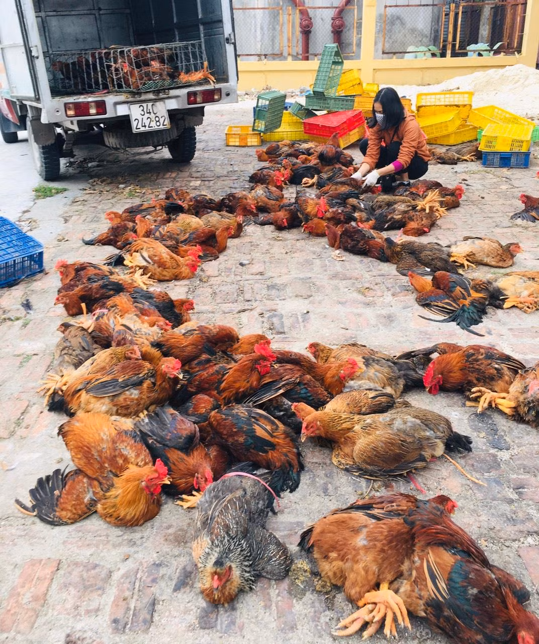 663 kg gà. 663 kg gà.