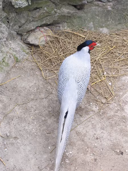 Gà lôi trắng Gà lôi trắng