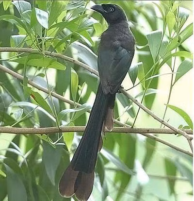 Khách đuôi cờ Khách đuôi cờ