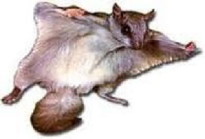 Sóc bay sao (Petaurista elegans)