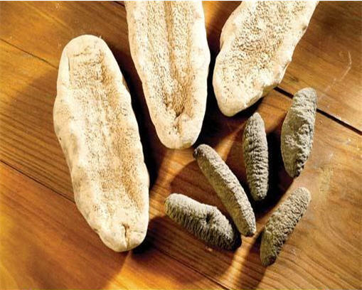 Hải sâm lựu
