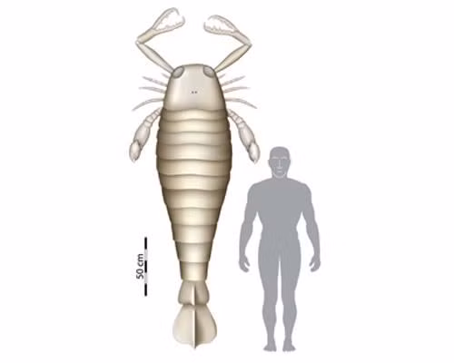 Con bọ cạp biển khổng lồ đáng sợ này có tên Jaekelopterus rhenaniae, dài hơn 2m và sống cách đây khoảng 400 triệu năm. Các chuyên gia cho rằng loài bọ cạo biển khổng lồ này có lẽ đã phải trải qua một “cuộc đua tiến hóa” để đạt được kích thước như thế này và một sô chuyên gia khác cũng cho rằng loài này chính là tổ tiên của bọ cạp ngày nay.