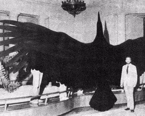 Argentavis magnificens, con chim lớn nhất trái đất, trông giống như chiếc tàu lượn siêu tốc. Loài chim này được cho là sống cách đây 6 triệu natại Argentina với kích thước tương đương chiếc máy bay Cessna 152, sải cánh dài 6,5 m, lông dài bằng thanh kiếm Samurai và tôc độ bay là 150 mph.