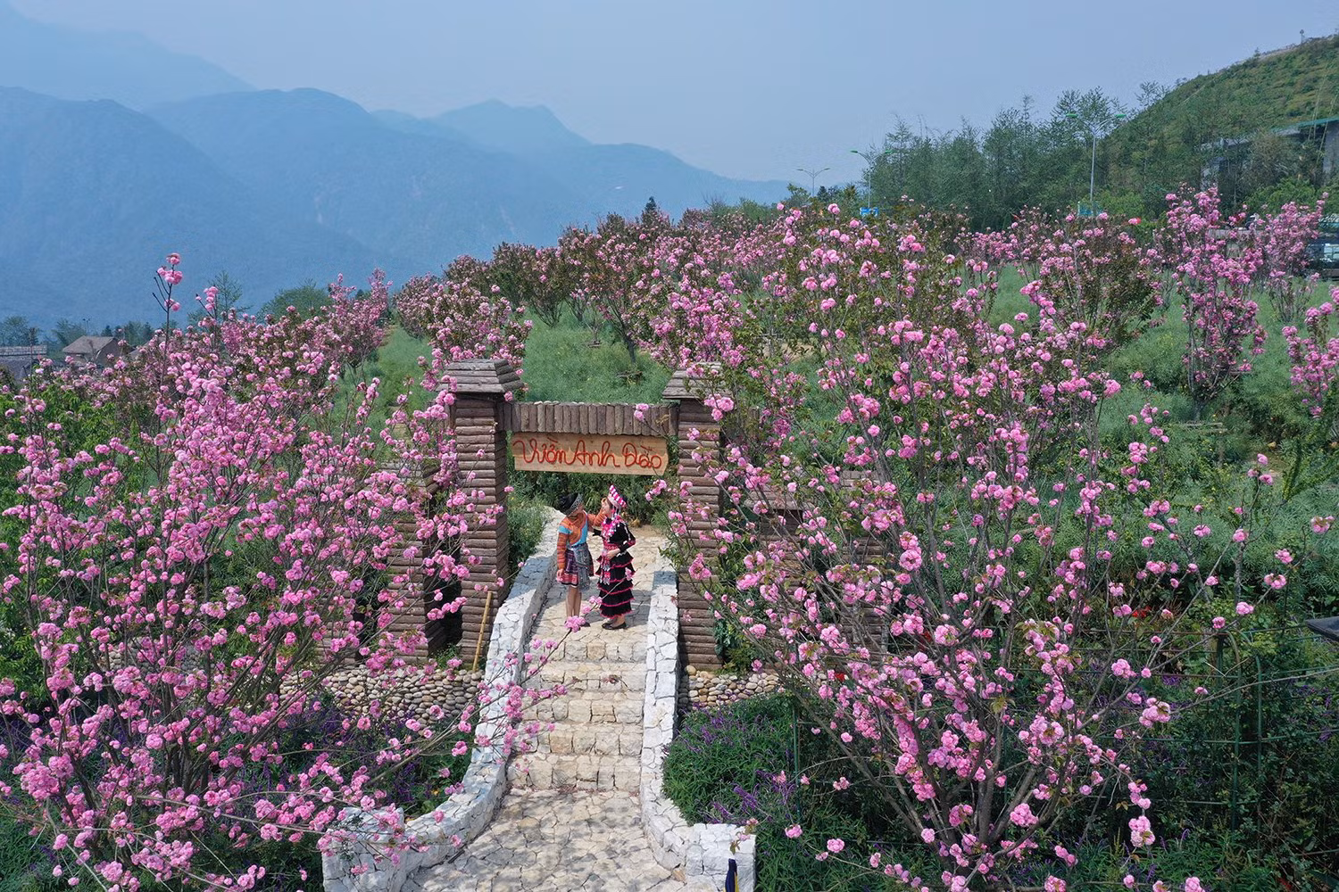 Vườn anh đào.jpg