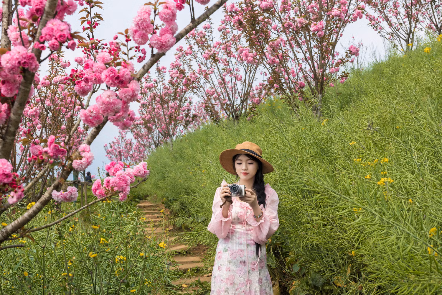 Anh đào.jpg