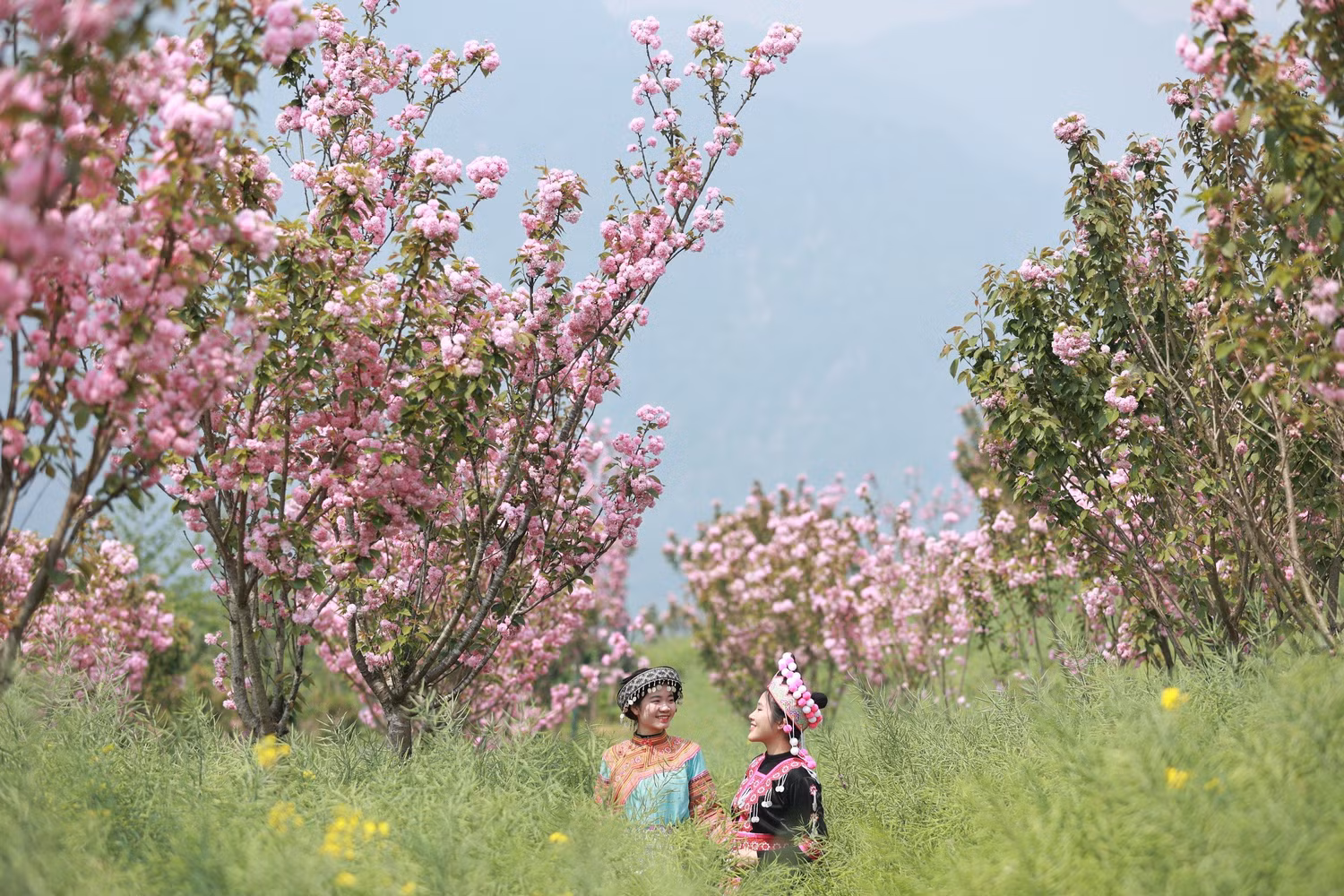 Vườn hoa anh đào 1.jpg