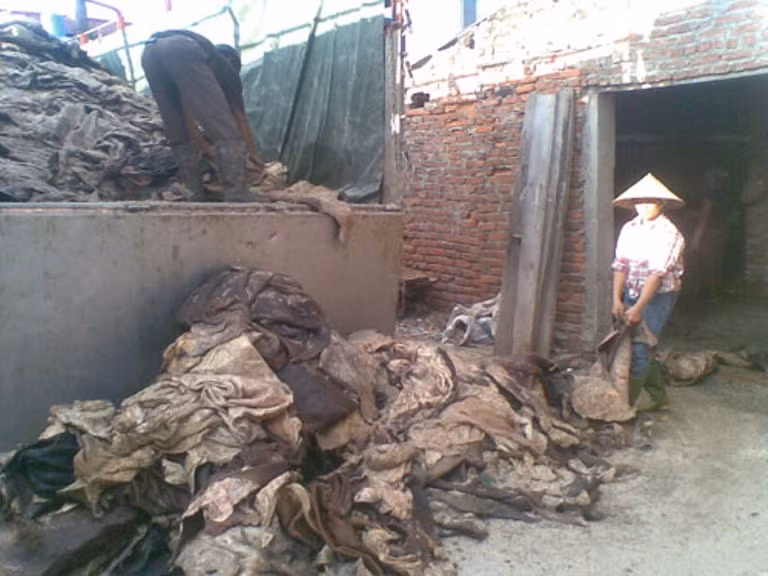 Theo quan sát của PV, dưới nền gạch nước muối chảy mặn với phần thịt thối không dính muối đang phân hủy hòa lẫn với nước chảy từ hàng tấn da trâu bò tươi vừa đưa từ lò mổ về chảy loang khắp xưởng. Nước này chảy theo cống thoát nước đưa thẳng ra hệ thống tiêu nước của làng.
