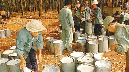 Thủ tướng Chính phủ yêu cầu chuyển sang cơ quan điều tra những vụ việc có dấu hiệu vi phạm pháp luật tại VRG. Thủ tướng Chính phủ yêu cầu chuyển sang cơ quan điều tra những vụ việc có dấu hiệu vi phạm pháp luật tại VRG.