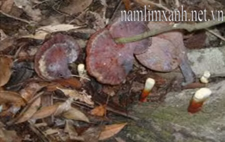 Nấm lim xanh mọc từ rễ cây