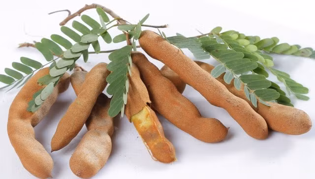 7. Cung cấp năng lượng mà không gây béo (hàm lượng riboflavin 9%): Nếu bạn cảm thấy mệt mỏi, uể oải, hãy thử dùng một ít quả me có vị ngọt. Thành phần của me bao gồm chất riboflavin sẽ giúp chuyển hóa carbohydrate trong cơ thể thành năng lượng. Bởi vậy, khi ăn me, bạn không cần nạp thêm tinh bột mà vẫn có năng lượng cho các hoạt động của mình.