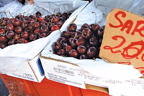 Hiện trên thị trường TP.HCM xuất hiện nhiều loại cherry giá rẻ được nhiều người khẳng định có nguồn gốc từ Trung Quốc. Trong khi theo Chi cục kiểm dịch thực vật vùng II (TP.HCM) không có cherry Trung Quốc được nhập khẩu chính ngạch. Nếu trên thị trường có loại cherry này có thể du nhập vào bằng các con đường khác không chính thức. Ảnh: SGTT. Hiện trên thị trường TP.HCM xuất hiện nhiều loại cherry giá rẻ được nhiều người khẳng định có nguồn gốc từ Trung Quốc. Trong khi theo Chi cục kiểm dịch thực vật vùng II (TP.HCM) không có cherry Trung Quốc được nhập khẩu chính ngạch. Nếu trên thị trường có loại cherry này có thể du nhập vào bằng các con đường khác không chính thức. Ảnh: SGTT.