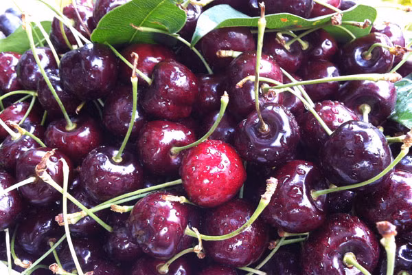 Cherry được bán rong trên đường. Người bán cho biết đây là cherry Canada do được đựng trong các thùng carton ghi rõ xuất xứ từ Canada. Tuy nhiên, ông Nguyễn Văn Ngã - Chi cục Kiểm dịch thực vật vùng II cho biết, các cơ quan chức năng chỉ kiểm tra được chất lượng trái cây ở thời điểm nhập khẩu về ở sân bay hay bến cảng, còn khi đã vào kho của doanh nghiệp hay các đại lý thì không thể kiểm soát được chất lượng. Cherry được bán rong trên đường. Người bán cho biết đây là cherry Canada do được đựng trong các thùng carton ghi rõ xuất xứ từ Canada. Tuy nhiên, ông Nguyễn Văn Ngã - Chi cục Kiểm dịch thực vật vùng II cho biết, các cơ quan chức năng chỉ kiểm tra được chất lượng trái cây ở thời điểm nhập khẩu về ở sân bay hay bến cảng, còn khi đã vào kho của doanh nghiệp hay các đại lý thì không thể kiểm soát được chất lượng.